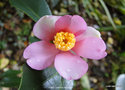 vignette Camlia ' YUME '  camellia hybride, parfum