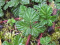 vignette Rubus fockeanus