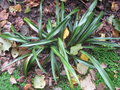 vignette Campylandra chinensis 'green form'