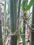 vignette Bambusa emeiensis
