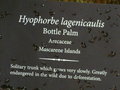 vignette Hyophorbe lagenicaulis