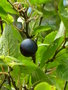vignette Prunus domestica subsp. insititia -Polotrez, Polosen, Plos, Prune sauvage
