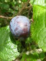 vignette Prunus domestica subsp. insititia -Polotrez, Polosen, Plos, Prune sauvage