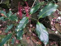 vignette Archidendropsis paivana ssp. tenuispica