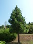 vignette Pinus canariensis - Pin des Canaries