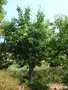 vignette Populus yunnanensis - Peuplier du Yunnan