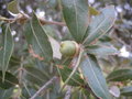 vignette j13 Quercus  CASTANEA