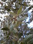 vignette j13 Quercus DURIFOLIA ( confirmer)