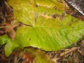 vignette Typhonium giganteum