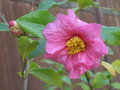 vignette Camellia sasanqua 'Plantation pink'