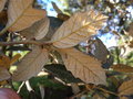 vignette j13 Quercus sideroxyla.