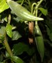 vignette brugmansia gousse de graines