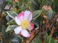 vignette Camellia sasanqua variegata dans la lumire au 06 11 10