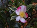 vignette Camellia sasanqua variegata autre vue au 06 11 10