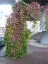 vignette Parthenocissus quinquefolia = Vitis quinquefolia - Vigne vierge à Kérinou