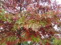 vignette Quercus palustris - Chêne rouge des marais au Bouguen