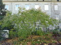 vignette Prunus x subhirtella 'Autumnalis Rosea' - Cerisier d'hiver