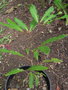 vignette Archidendropsis paivana ssp. paivana