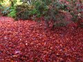 vignette Acer palmatum kagamata tapis de feuilles sur terrasse après grand vent au 10 11 10