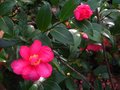 vignette Camellia hiemalis kanjiro au 10 11 10