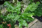 vignette Microsorum musifolium