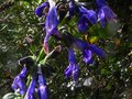 vignette Salvia guaranitica costa rica blue gros plan au 10 11 10