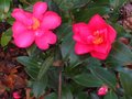 vignette Camellia hiemalis Kanjiro trs lumineux au 10 11 10