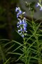 vignette Salvia reptans