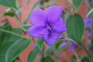 vignette Tibouchina urvilleana