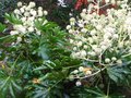 vignette Fatsia japonica au 11 11 10