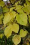 vignette Morus nigra en automne