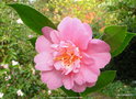 vignette Camlia ' Sowa-no-sakae ' camellia hiemalis, odorant
