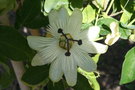 vignette Passiflora White Wedding