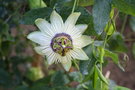 vignette Passiflora White Miror