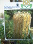 vignette Banksia spinulosa 'birthday candles' tiquette