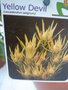 vignette Leucadendron salignum 'yellow devil' etiquette