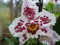 vignette orchidee: Odontoglossum 