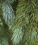 vignette Picea engelmannii