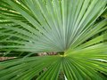 vignette Trachycarpus fortunei Naini Tal (dessous des palmes pruineux)