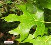 vignette Quercus acerifolia