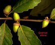 vignette Quercus aliena