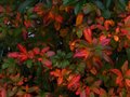 vignette Rhododendron Glowing embers au 15 11 10