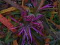 vignette Rhododendron macrosepalum linearifolium gros plan au 12 11 10