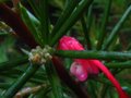 vignette Grevillea juniperina en dbut de floraison au 15 11 10