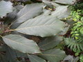 vignette j19 Quercus scytophylla