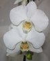 vignette phalaenopsis