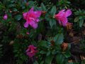 vignette Azalea japonica grandes fleurs roses doubles au 15 11 10