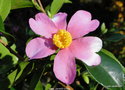 vignette Camélia ' YUME ' camellia hybride( sasanqua x yuhsienensis ) parfumé