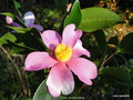vignette Camlia ' YUME ' camellia hybride parfum