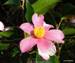vignette Camlia ' YUME ' camellia hybride parfum